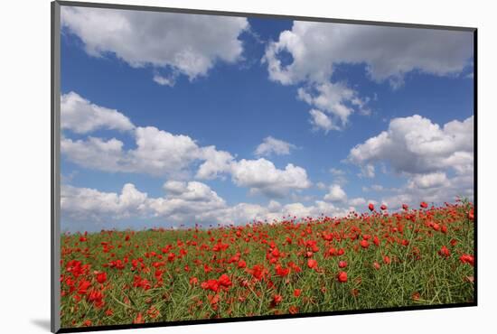 Schleswig-Holstein, Field with Poppies-Catharina Lux-Mounted Photographic Print