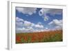 Schleswig-Holstein, Field with Poppies-Catharina Lux-Framed Photographic Print