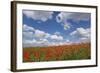 Schleswig-Holstein, Field with Poppies-Catharina Lux-Framed Photographic Print