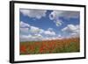 Schleswig-Holstein, Field with Poppies-Catharina Lux-Framed Photographic Print