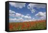 Schleswig-Holstein, Field with Poppies-Catharina Lux-Framed Stretched Canvas