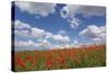 Schleswig-Holstein, Field with Poppies-Catharina Lux-Stretched Canvas
