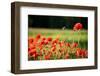 Schleswig-Holstein, Poppy Field-Catharina Lux-Framed Photographic Print