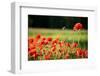 Schleswig-Holstein, Poppy Field-Catharina Lux-Framed Photographic Print