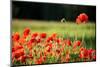 Schleswig-Holstein, Poppy Field-Catharina Lux-Mounted Photographic Print