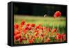 Schleswig-Holstein, Poppy Field-Catharina Lux-Framed Stretched Canvas