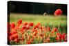 Schleswig-Holstein, Poppy Field-Catharina Lux-Stretched Canvas