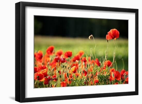 Schleswig-Holstein, Poppy Field-Catharina Lux-Framed Photographic Print