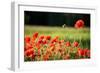 Schleswig-Holstein, Poppy Field-Catharina Lux-Framed Photographic Print