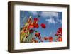 Schleswig-Holstein, Poppy Field-Catharina Lux-Framed Photographic Print