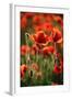 Schleswig-Holstein, Poppy Field-Catharina Lux-Framed Photographic Print