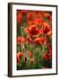 Schleswig-Holstein, Poppy Field-Catharina Lux-Framed Photographic Print