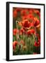 Schleswig-Holstein, Poppy Field-Catharina Lux-Framed Photographic Print