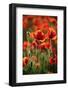 Schleswig-Holstein, Poppy Field-Catharina Lux-Framed Photographic Print