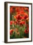 Schleswig-Holstein, Poppy Field-Catharina Lux-Framed Photographic Print