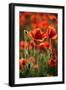 Schleswig-Holstein, Poppy Field-Catharina Lux-Framed Photographic Print