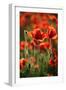 Schleswig-Holstein, Poppy Field-Catharina Lux-Framed Photographic Print