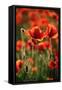 Schleswig-Holstein, Poppy Field-Catharina Lux-Framed Stretched Canvas