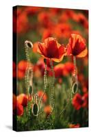 Schleswig-Holstein, Poppy Field-Catharina Lux-Stretched Canvas