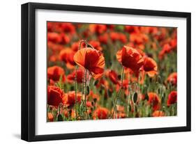 Schleswig-Holstein, Poppy Field-Catharina Lux-Framed Photographic Print