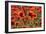 Schleswig-Holstein, Poppy Field-Catharina Lux-Framed Photographic Print