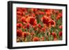 Schleswig-Holstein, Poppy Field-Catharina Lux-Framed Photographic Print