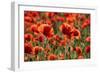 Schleswig-Holstein, Poppy Field-Catharina Lux-Framed Photographic Print