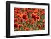 Schleswig-Holstein, Poppy Field-Catharina Lux-Framed Photographic Print