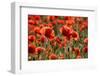 Schleswig-Holstein, Poppy Field-Catharina Lux-Framed Photographic Print