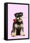 Schnauzer Holding Rose-null-Framed Stretched Canvas