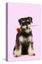 Schnauzer Holding Rose-null-Stretched Canvas