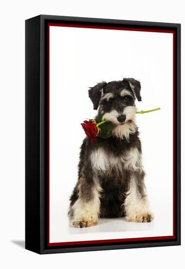 Schnauzer Holding Rose-null-Framed Stretched Canvas