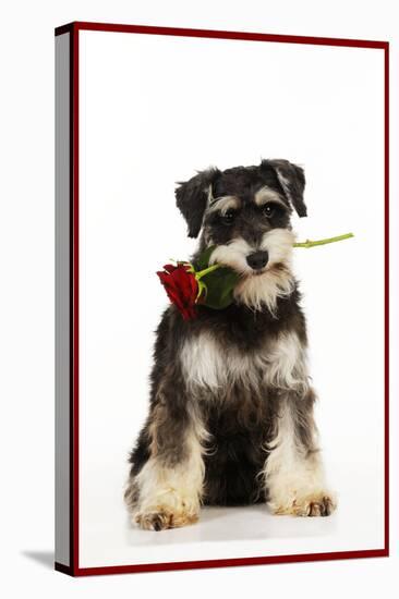 Schnauzer Holding Rose-null-Stretched Canvas