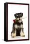 Schnauzer Holding Rose-null-Framed Stretched Canvas