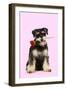 Schnauzer Holding Rose-null-Framed Photographic Print