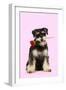 Schnauzer Holding Rose-null-Framed Photographic Print