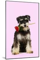 Schnauzer Holding Rose-null-Mounted Photographic Print
