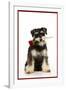 Schnauzer Holding Rose-null-Framed Photographic Print