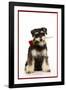 Schnauzer Holding Rose-null-Framed Photographic Print