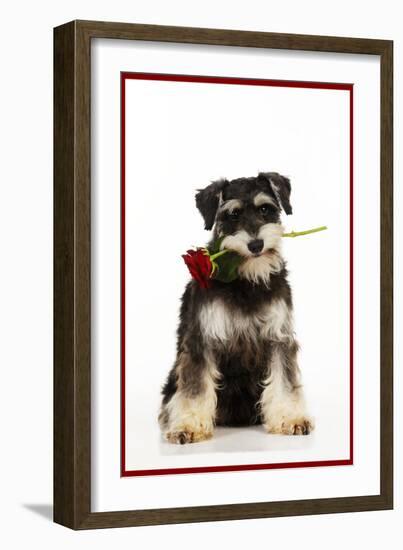 Schnauzer Holding Rose-null-Framed Photographic Print