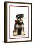 Schnauzer Holding Rose-null-Framed Photographic Print