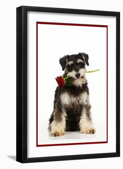 Schnauzer Holding Rose-null-Framed Photographic Print