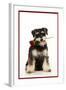 Schnauzer Holding Rose-null-Framed Photographic Print