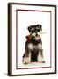 Schnauzer Holding Rose-null-Framed Photographic Print