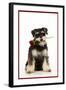 Schnauzer Holding Rose-null-Framed Photographic Print