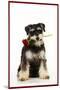 Schnauzer Holding Rose-null-Mounted Photographic Print