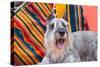 Schnauzer Lying on Blanket-Zandria Muench Beraldo-Stretched Canvas