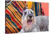 Schnauzer Lying on Blanket-Zandria Muench Beraldo-Stretched Canvas