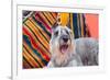 Schnauzer Lying on Blanket-Zandria Muench Beraldo-Framed Photographic Print