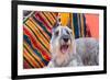 Schnauzer Lying on Blanket-Zandria Muench Beraldo-Framed Photographic Print